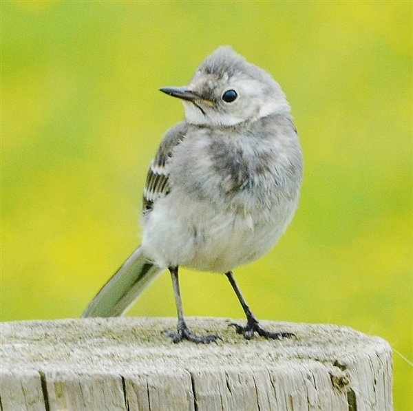 Pied Wagtail