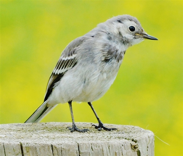 Pied Wagtail