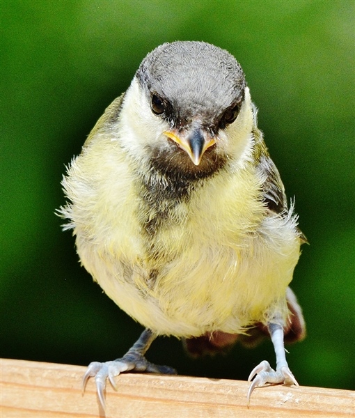 Great Tit