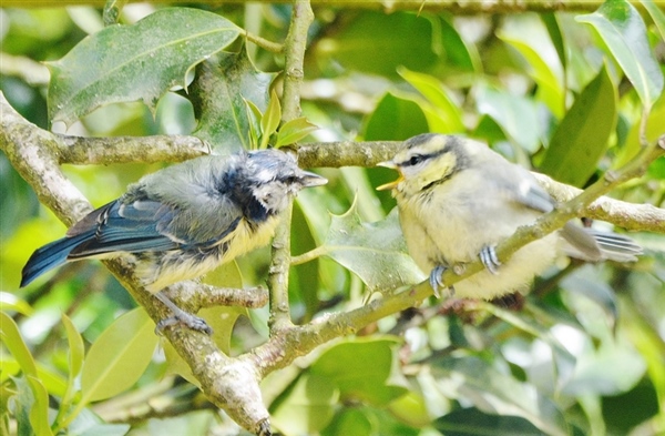 Blue Tit