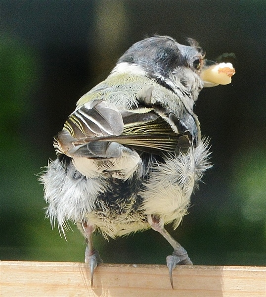 Great Tit