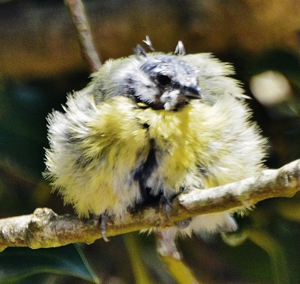 Blue Tit