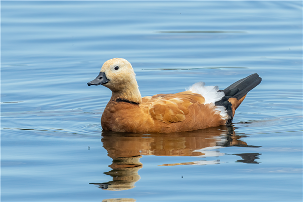 Ruddy Shelduck