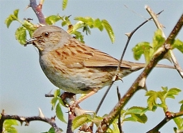 Dunnock