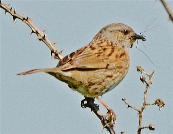 Dunnock