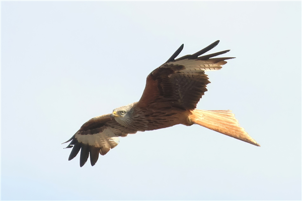 Red Kite