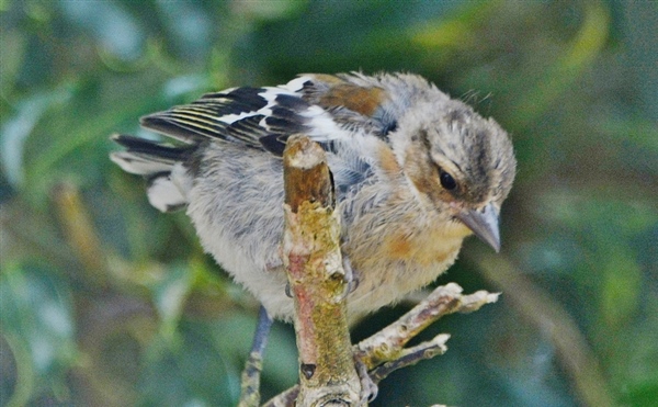 Chaffinch