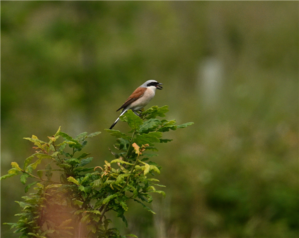 Red-backed Shrike