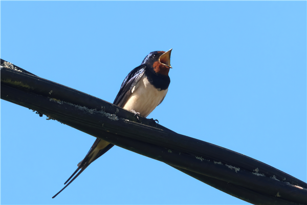 Swallow