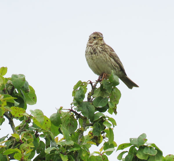 Corn Bunting