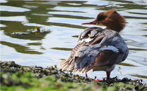 Goosander