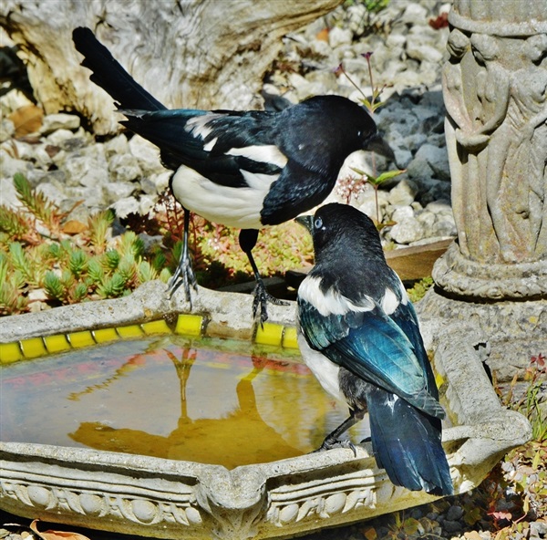 Magpie