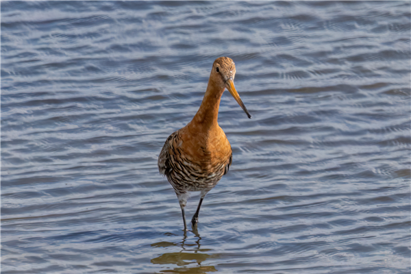 Black-tailed Godwit