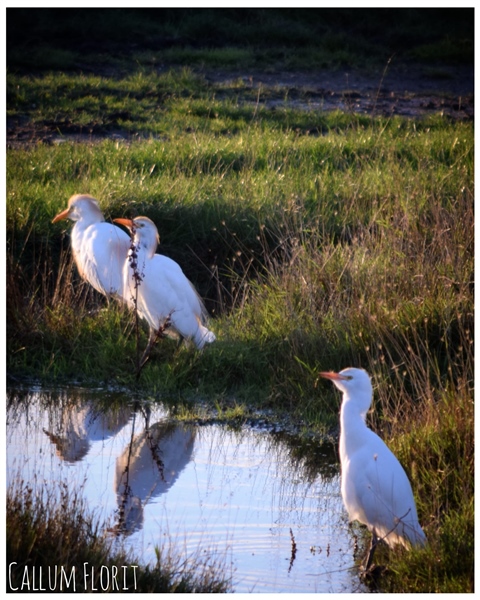 Photo of Cattle Egret at Farlington Marshes, Hampshire - Going birding ...