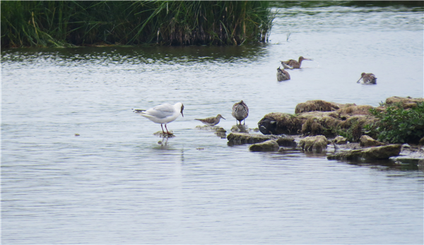 Photo of Pectoral Sandpiper at Farlington Marshes, Hampshire. Taken by Ben Hayward on 23rd July 2025.