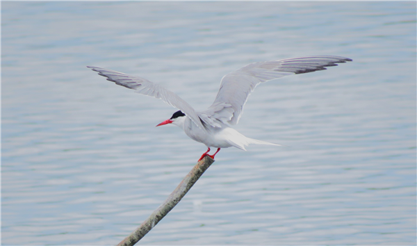Photo of Common Tern at Titchfield Haven, Hampshire. Taken by Ben Hayward on 24th July 2025.