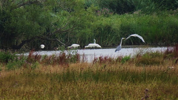Photo of Spoonbill at Titchfield Haven, Hampshire. Taken by Ben Hayward on 24th July 2025.
