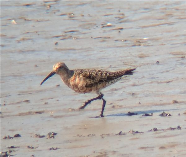 Photo of Curlew Sandpiper at Fishtail Lagoon, Keyhaven Marsh, Hampshire. Taken by Peter Driver on 25th July 2025.