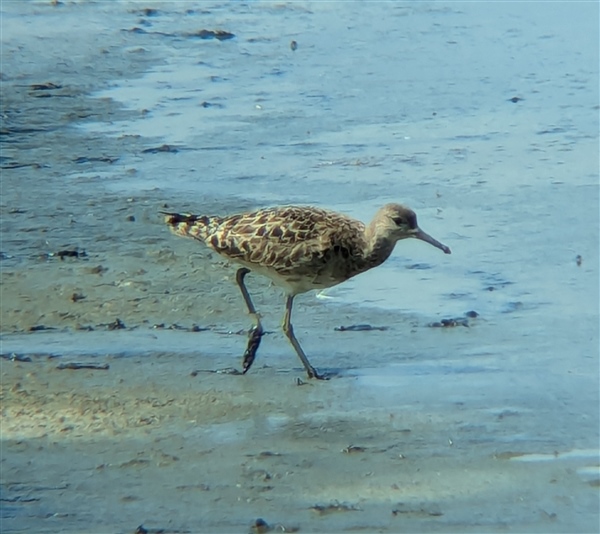 Photo of Ruff at Normandy Marsh/Lagoon, Hampshire. Taken by Peter Driver on 25th July 2025.