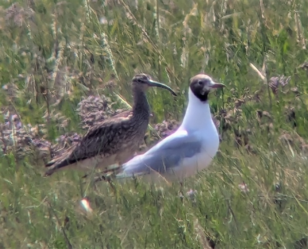 Photo of Eurasian Whimbrel at Keyhaven Marsh, Hampshire. Taken by Peter Driver on 25th July 2025.