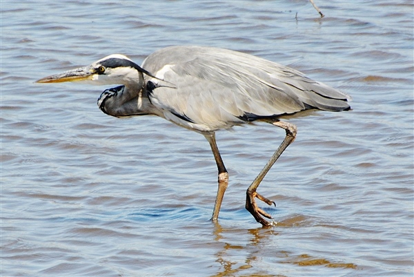 Photo of Grey Heron at Avon Flood, Keyhaven, Hampshire. Taken by John Coates on 29th July 2025.
