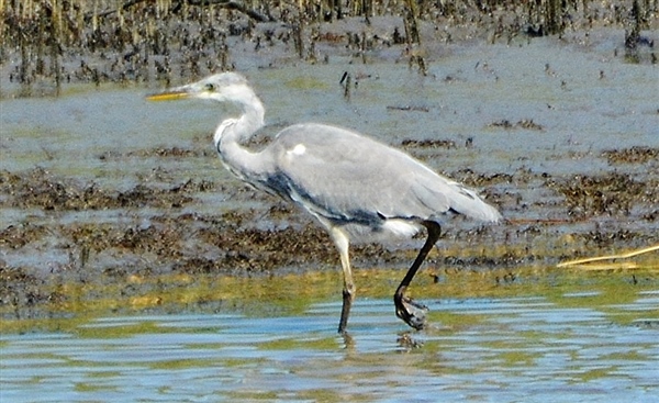 Photo of Grey Heron at Avon Flood, Keyhaven, Hampshire. Taken by John Coates on 29th July 2025.