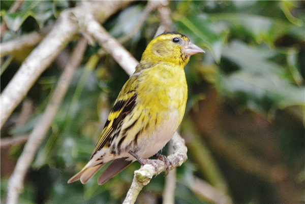 Photo of Siskin at Cadmans Pool, NF, Hampshire. Taken by John Coates on 30th July 2025.