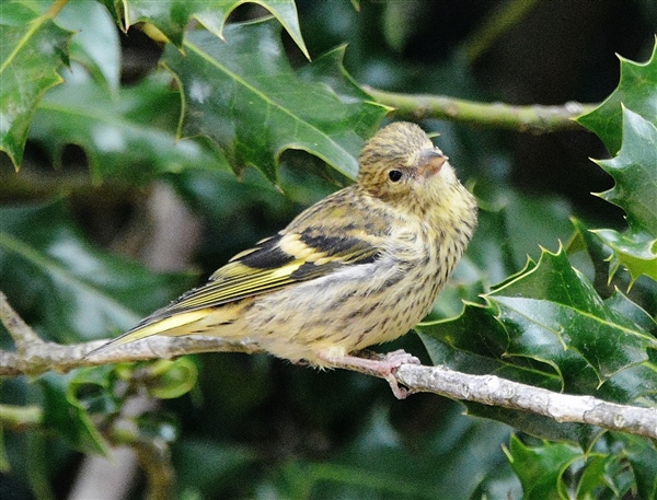 Photo of Siskin at Cadmans Pool, NF, Hampshire. Taken by John Coates on 30th July 2025.