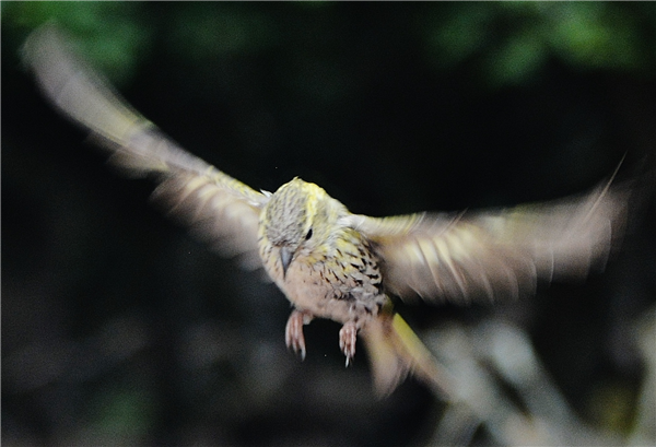 Photo of Siskin at Cadmans Pool, NF, Hampshire. Taken by John Coates on 30th July 2025.