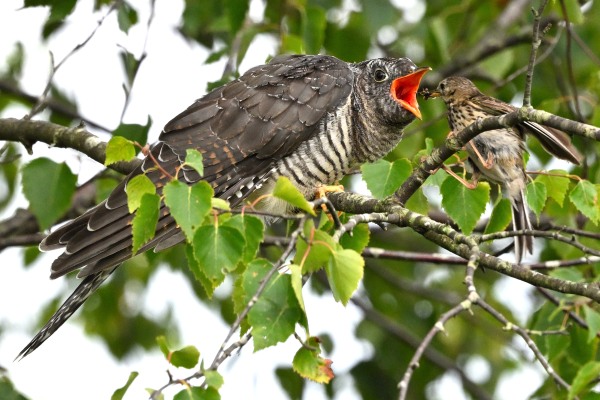 Photo of Cuckoo at Penny Moor, NF, Hampshire. Taken by Martin Adams on 31st July 2025.