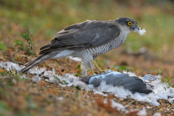 Photo of Sparrowhawk at East Boldre, Hampshire. Taken by Martin Adams on 1st August 2025.