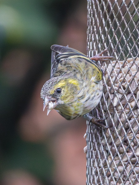 Photo of Siskin at Rownhams, Hampshire. Taken by Paul Winter on 6th March 2026.