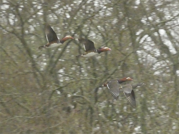 Photo of Mandarin Duck at Woodgreen, Hampshire. Taken by Thomas Coldwell on 7th March 2026.