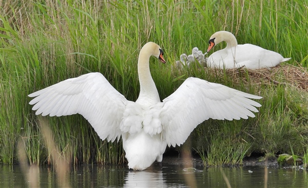 Photo of Mute Swan at Sturt Pond, Milford on Sea, Hampshire. Taken by John Coates on 11th May 2026.