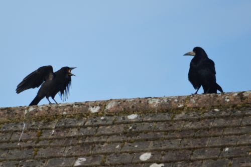 Photo of Rook at Enham Alamein, Hampshire. Taken by Kevin Haggar on 9th May 2026.