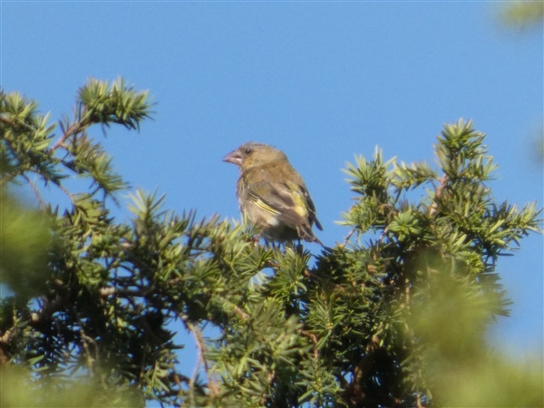 Photo of Greenfinch at Breamore Down, Hampshire. Taken by Thomas Coldwell on 23rd August 2026.