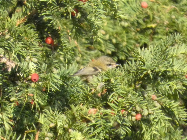 Photo of Firecrest at Breamore Down, Hampshire. Taken by Thomas Coldwell on 23rd August 2026.