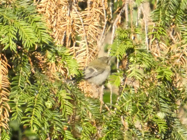 Photo of Firecrest at Breamore Down, Hampshire. Taken by Thomas Coldwell on 23rd August 2026.