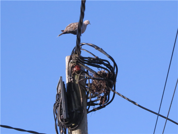 Photo of Collared Dove at Whitehill, Hampshire. Taken by Mike Lawn on 28th August 2026.