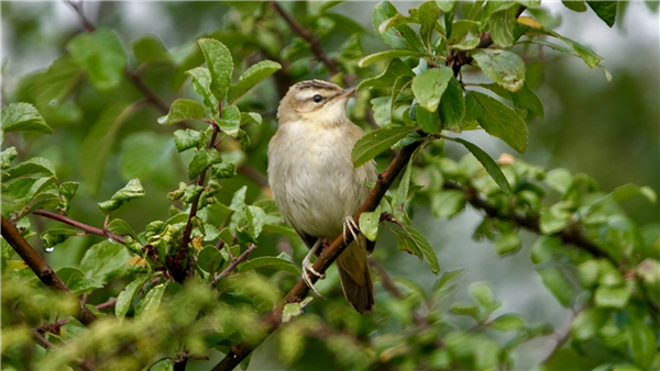 Photo of Sedge Warbler at Ranvilles Lane, Hampshire. Taken by Mark Rolfe on 30th August 2026.