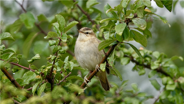 Photo of Sedge Warbler at Ranvilles Lane, Hampshire. Taken by Mark Rolfe on 30th August 2026.