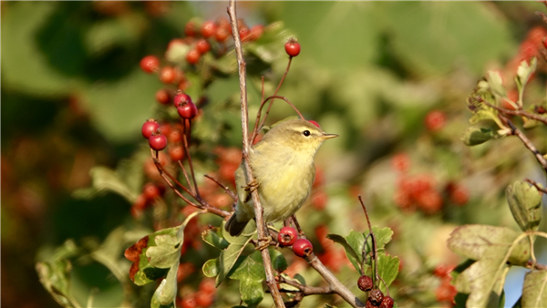 Photo of Willow Warbler at Ranvilles Lane, Hampshire. Taken by Mark Rolfe on 30th August 2026.