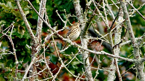 Photo of Tree Pipit at Ranvilles Lane, Hampshire. Taken by Mark Rolfe on 30th August 2026.