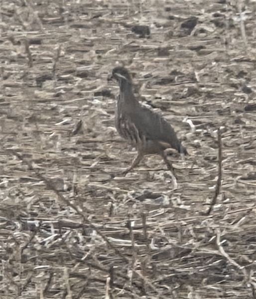 Photo of Red-legged Partridge at North Boarhunt, Hampshire. Taken by Lindsay Cracknell on 30th August 2026.