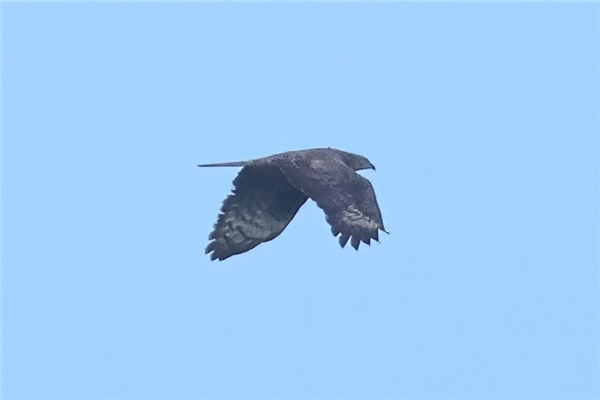Photo of Honey-buzzard. Taken by Andy Tew.