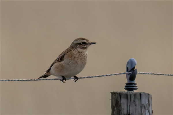Photo of Whinchat at Hook-with-Warsash, Hampshire. Taken by Andy Tew on 1st September 2026.