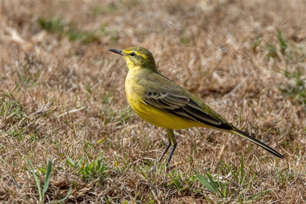 Photo of Yellow Wagtail at Hook-with-Warsash, Hampshire. Taken by Andy Tew on 1st September 2026.