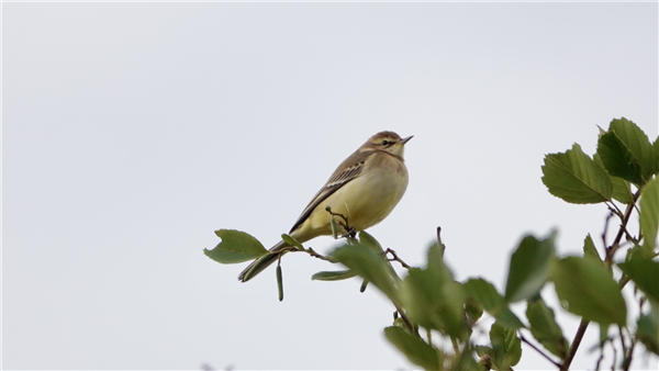 Photo of Yellow Wagtail at Ranvilles Lane, Hampshire. Taken by Mark Rolfe on 1st September 2026.