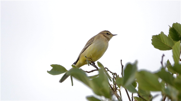 Photo of Yellow Wagtail at Ranvilles Lane, Hampshire. Taken by Mark Rolfe on 1st September 2026.