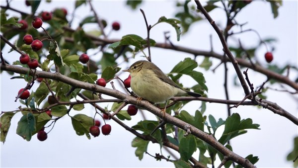 Photo of Willow Warbler at Ranvilles Lane, Hampshire. Taken by Mark Rolfe on 1st September 2026.